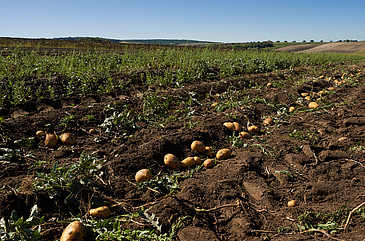 Kartoffeln am Feld